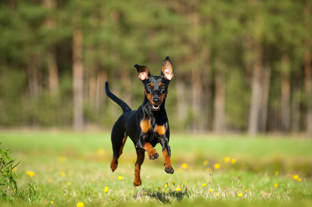 FAQ: Condroitina na Saúde Canina - Tudo que Você Precisa Saber