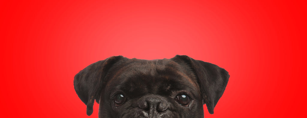 FAQ: Proteína na Dieta Canina - Essencial para a Saúde e Vitalidade do Seu Cão