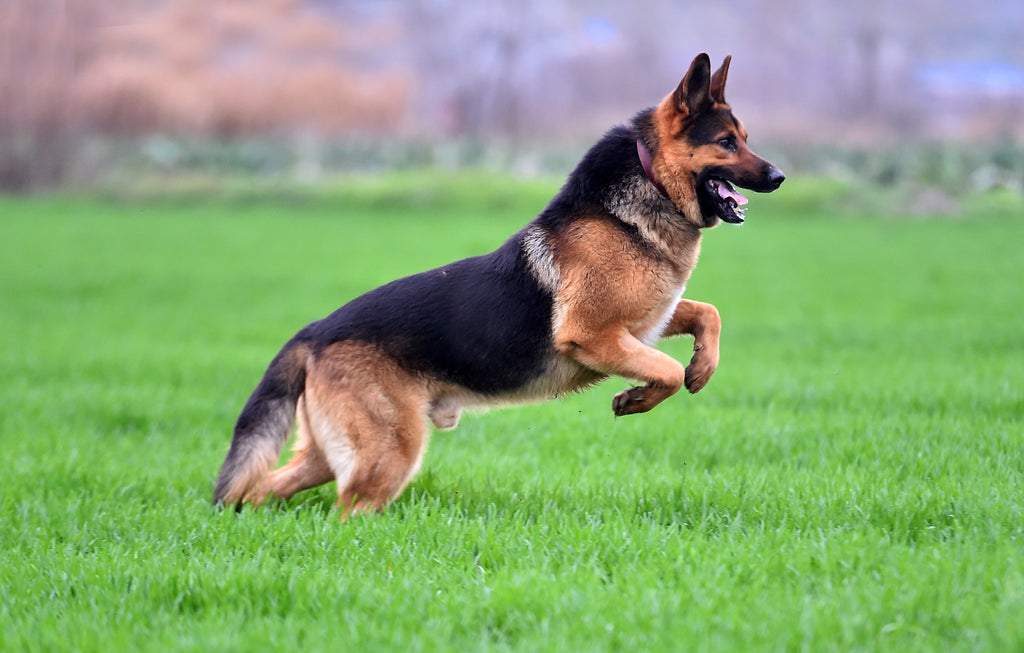 FAQ: Saúde Digestiva em Cães - Mantendo o Sistema Gastrointestinal do seu Pet Saudável