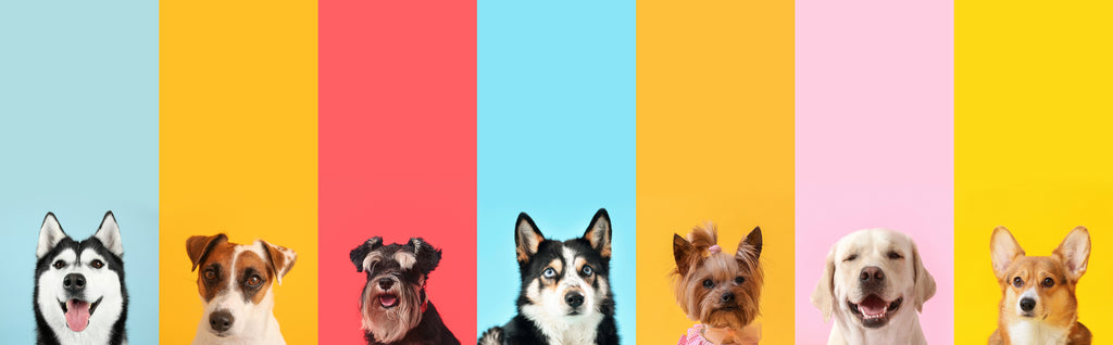 FAQ: Colágeno na Saúde Canina - Um Guia Completo