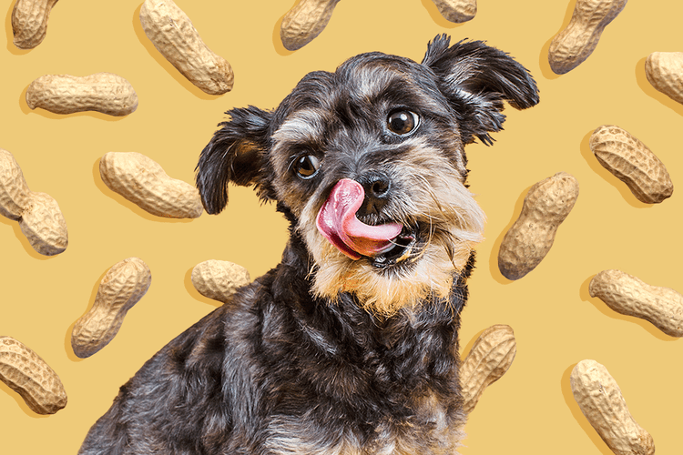 Amendoim: O Segredo para um Cão Feliz e Saudável que Você Precisa Conhecer!